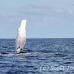 whale_humpback_h_00630_dom2688.jpg